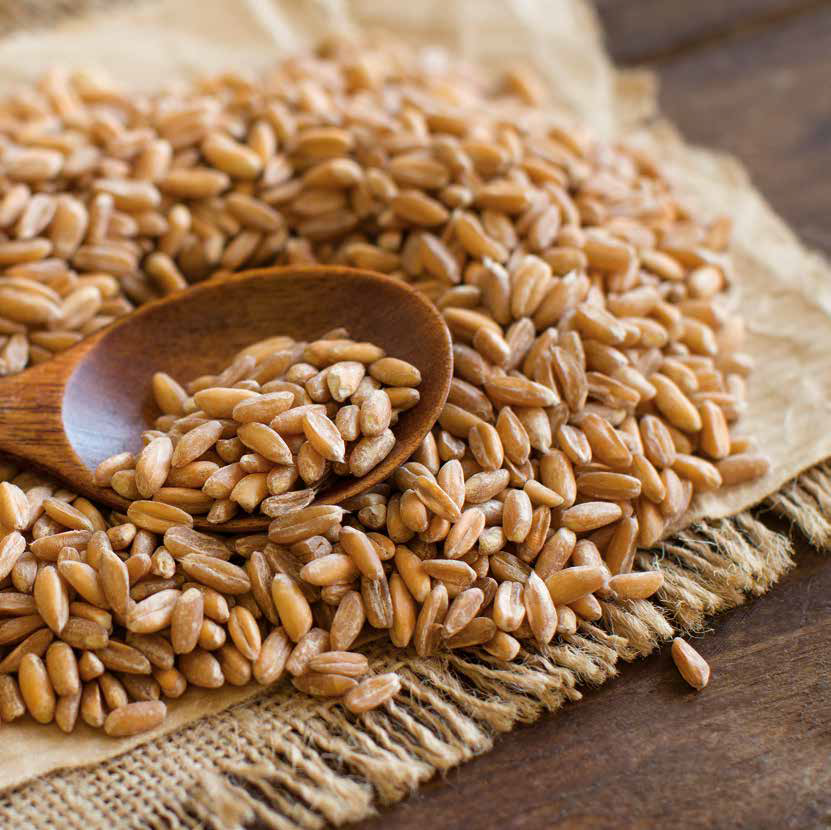 Wheat grain